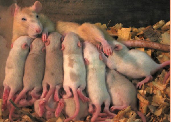 Hur länge varar graviditeten hos råttor, hur man förstår att en gnagare har avkomma