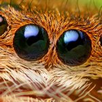كم عدد عيون العناكب