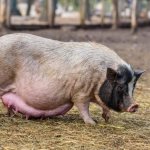Berapa lama babi hamil berjalan