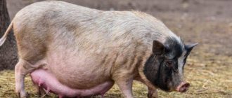 How long does a pregnant pig walk