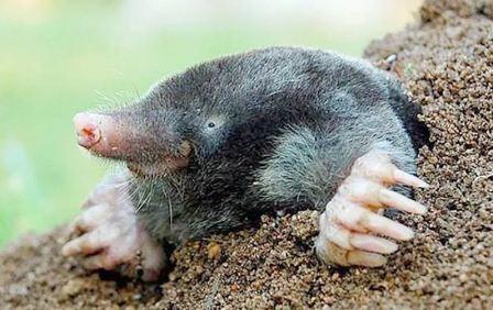 How many years does a mole live