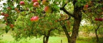 Колко години живее ябълковото дърво: животът на дървото, колко време носи и описание