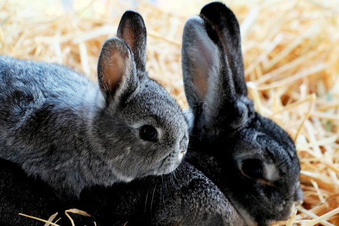 How old do domestic rabbits live?