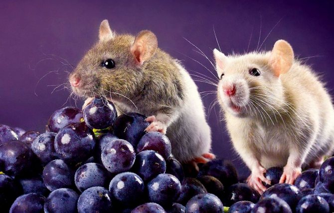 hur gammal bor råttor hemma och hur dör de