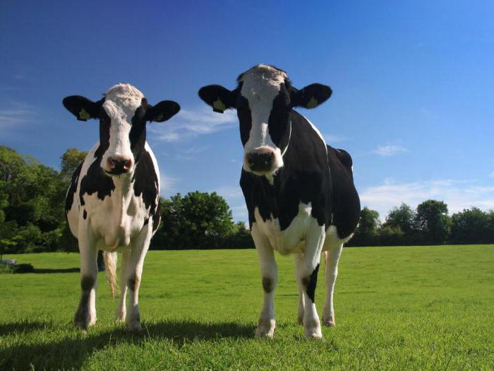 kolik mléka dá kráva v létě za den