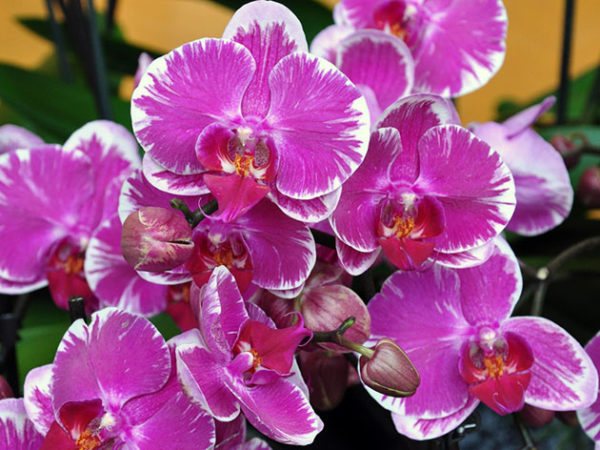 How many times does an orchid bloom at home