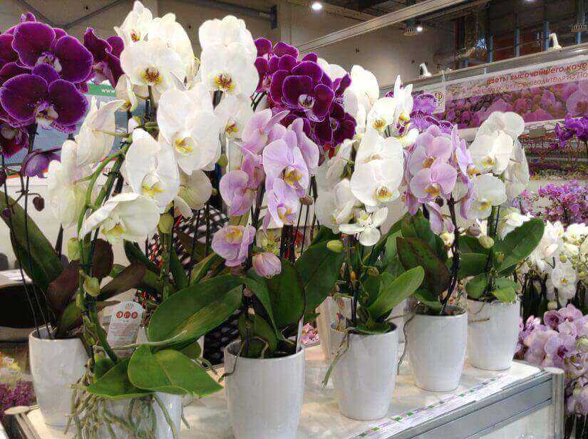 Hur många gånger blommar en orkidé hemma