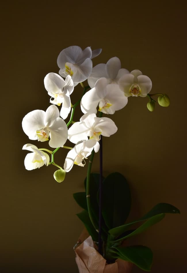Kolikrát ročně doma rozkvétá orchidej: rysy, zajímavá fakta a doporučení