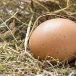 كم تزن بيضة الدجاج بدون قشرة