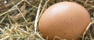 Berapakah berat telur ayam tanpa cengkerang