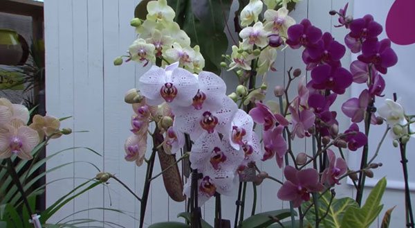 Berapa lama orkid rumah tinggal?