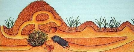 How long does a mole live