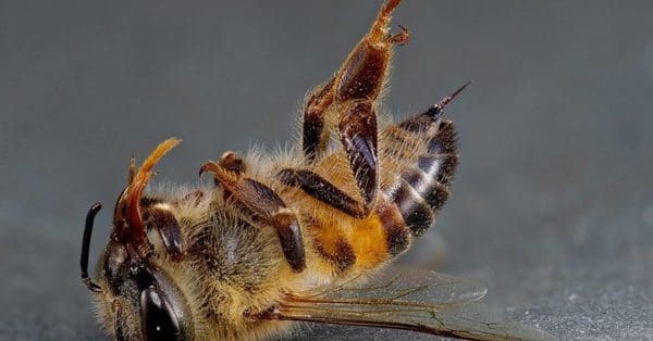 How long does a bee live after being bitten?