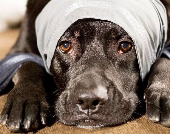 Hur länge lever en hund efter en fästingbett?