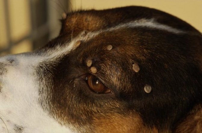 Hur länge lever en hund efter en fästingbett?