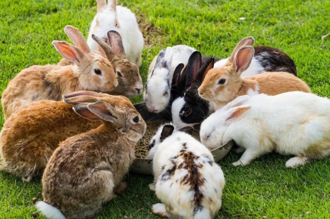 How many decorative rabbits live at home