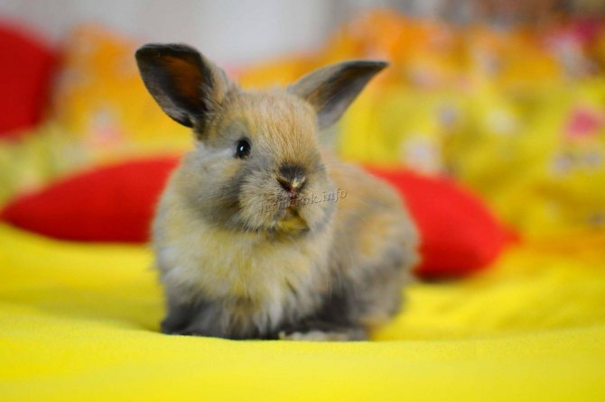 Cât trăiesc iepurii decorativi?