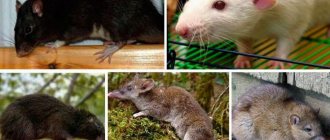 How long do domestic rats live?