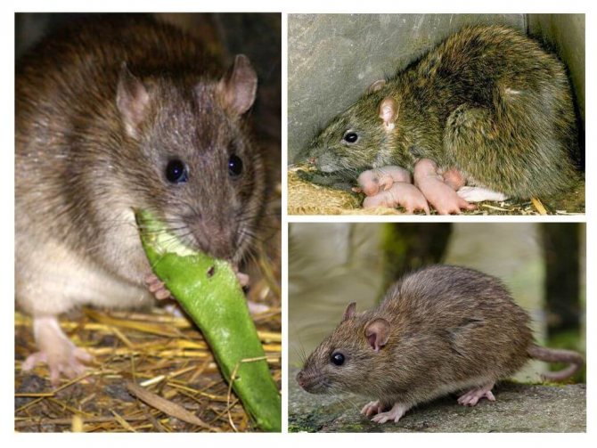 Berapa lama tikus domestik hidup?