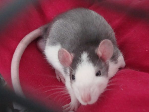 Berapa lama tikus domestik hidup?