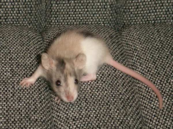 Cât trăiesc șobolanii domestici?