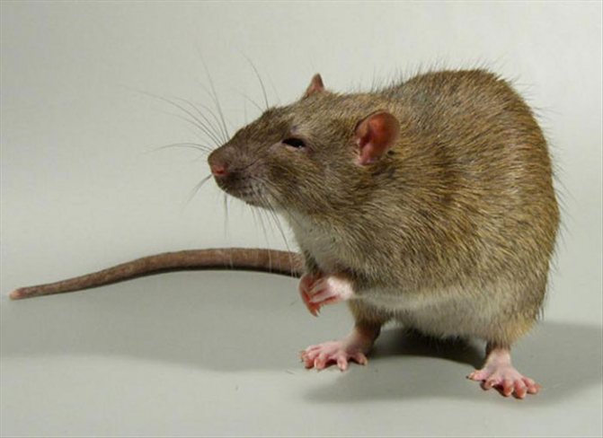 Jak dlouho žijí domácí krysy?