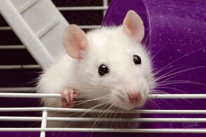 كم من الوقت تعيش الفئران المنزلية؟
