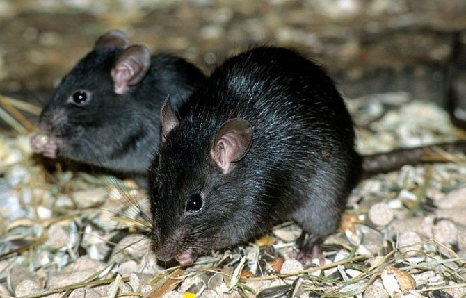 كم من الوقت تعيش الفئران المنزلية؟