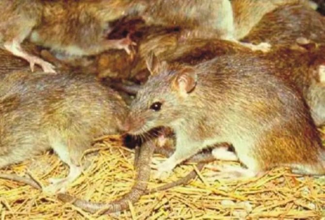 Cât trăiesc șobolanii domestici?
