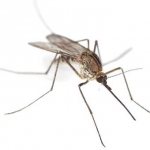 Колко живеят комарите - продължителността на живота на комарите