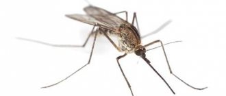 Колко живеят комарите - продължителността на живота на комарите