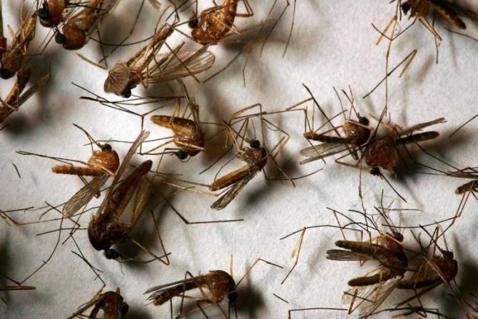 How long do mosquitoes live in an apartment