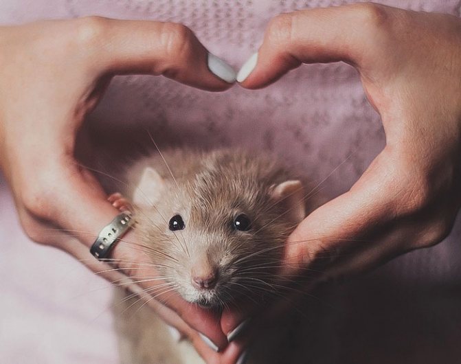 Berapa lama tikus makmal hidup?