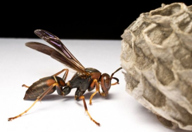 How many wasps live in a nest, photo