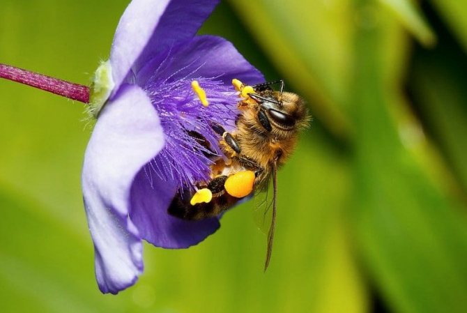 Jak dlouho žijí včely?