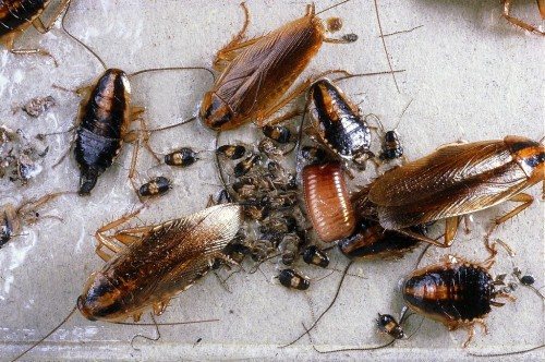 колко хлебарки живеят в апартамент