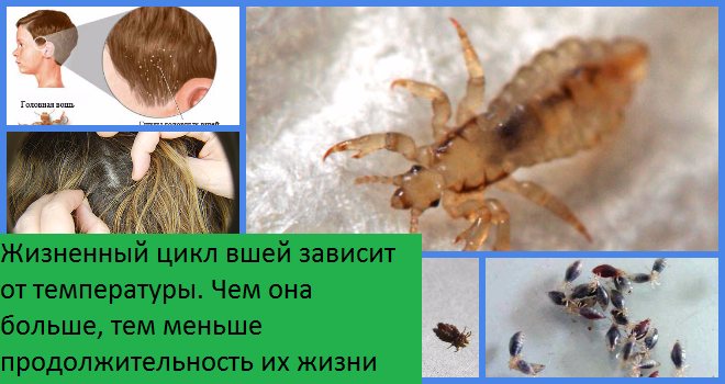 How many lice live outside a person's head: can nits live in pillows, how many days do they go without people