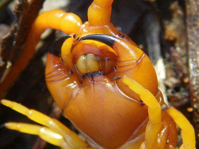 scolopendra kung ano ang nagbabanta sa isang pagpupulong sa isang centipede