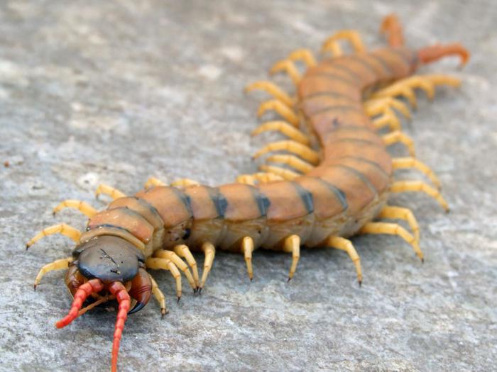 centipede giant bite