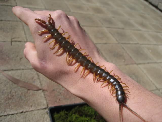 giant centipede
