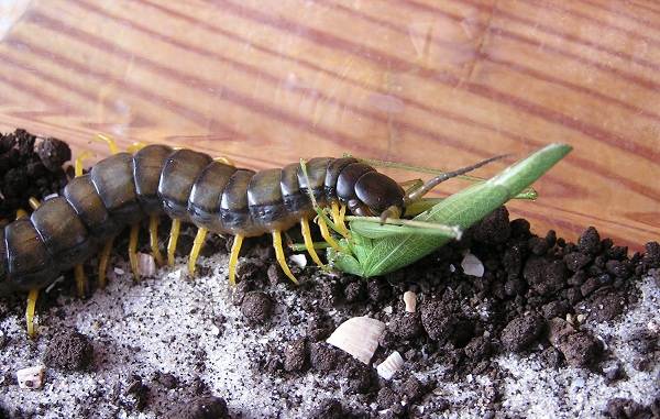 Scolopendra centipede-deskripsyon-tampok-species-lifestyle-at-habitat-scolopendra-13
