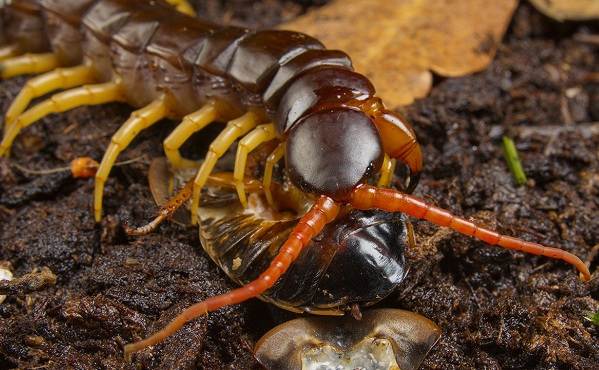 Centipede-centipede-description-features-species-lifestyle-and-habitat-scolopendra