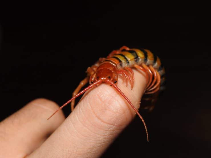 Scolopendra in the house