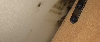 Accumulation of bedbugs in crevices