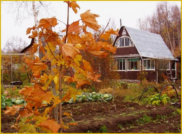 Close the cottage soon. How to prepare a summer cottage for winter: useful tips