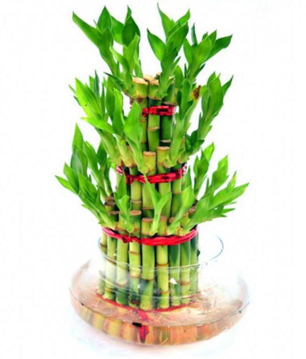 Bambustillväxt per dag