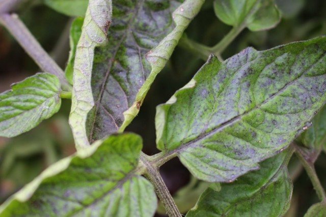 Tomato leaves curl: what to do