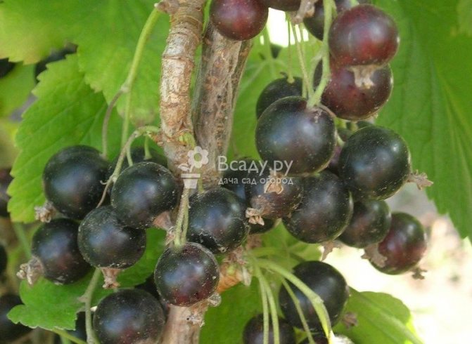Sweet currant Sevchanka is well stored and disease resistant