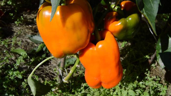 sweet pepper cultivation