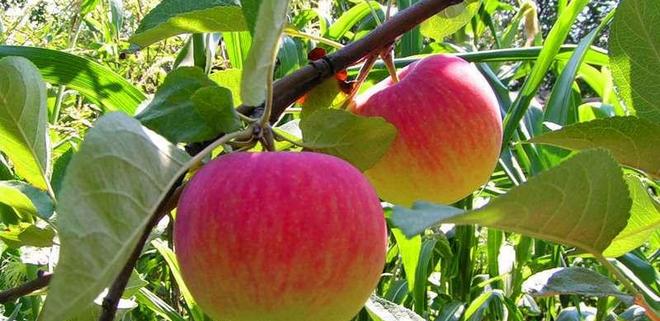 Sladká odrůda jablek